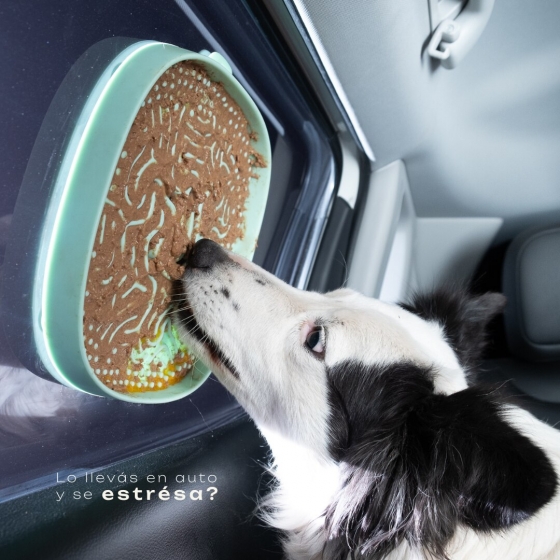 TONIPETS_LICKI_MAZE_034027_3 | TONIPETS_LICKI_MAZE