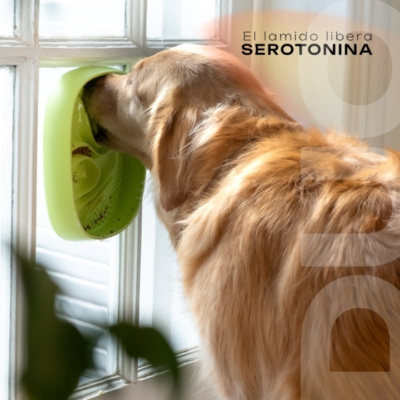 TONIPETS_LICKI_DUO_034026_3 | TONIPETS_LICKI_DUO